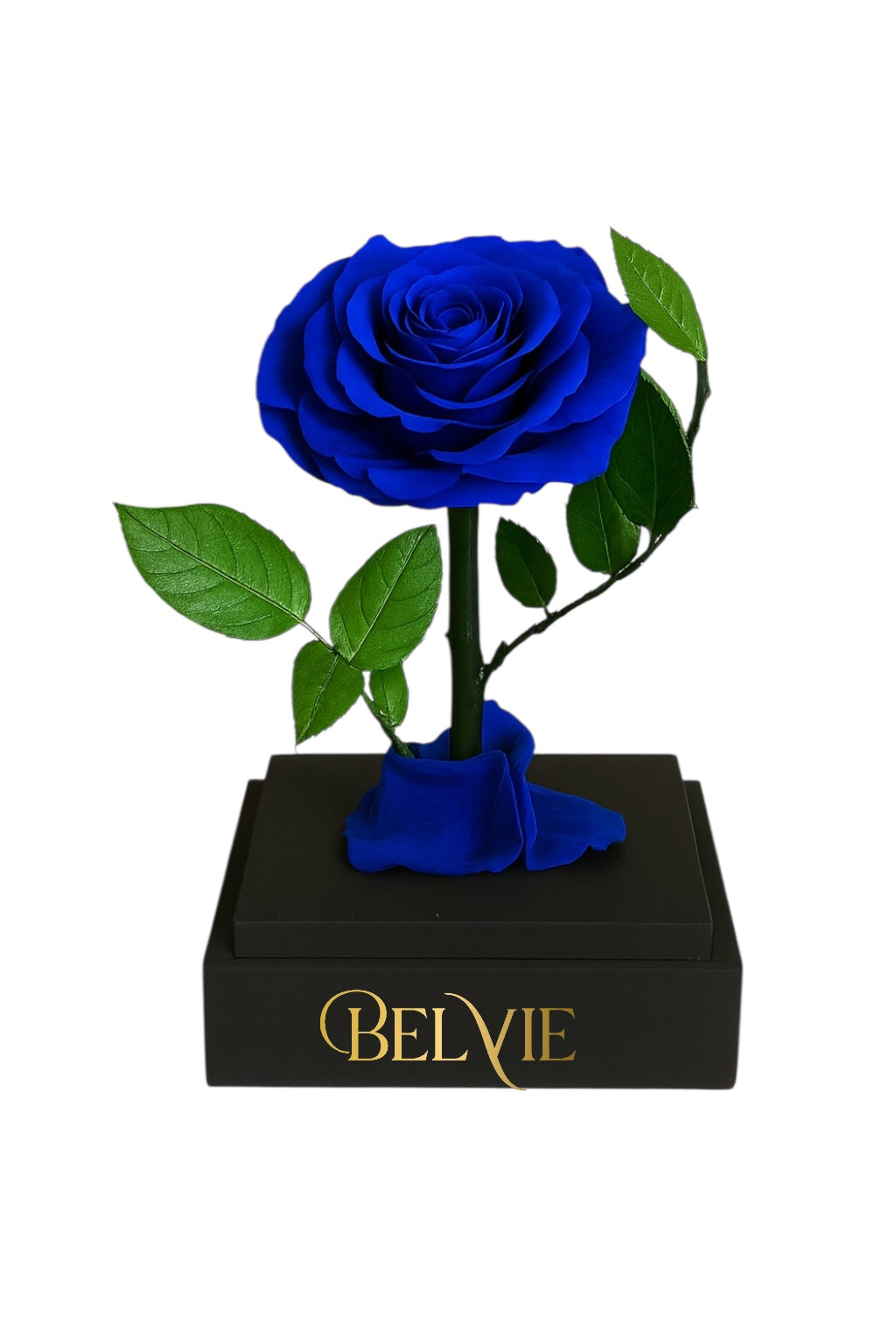 Rose éternelle bleue BELVIE sur socle noir
