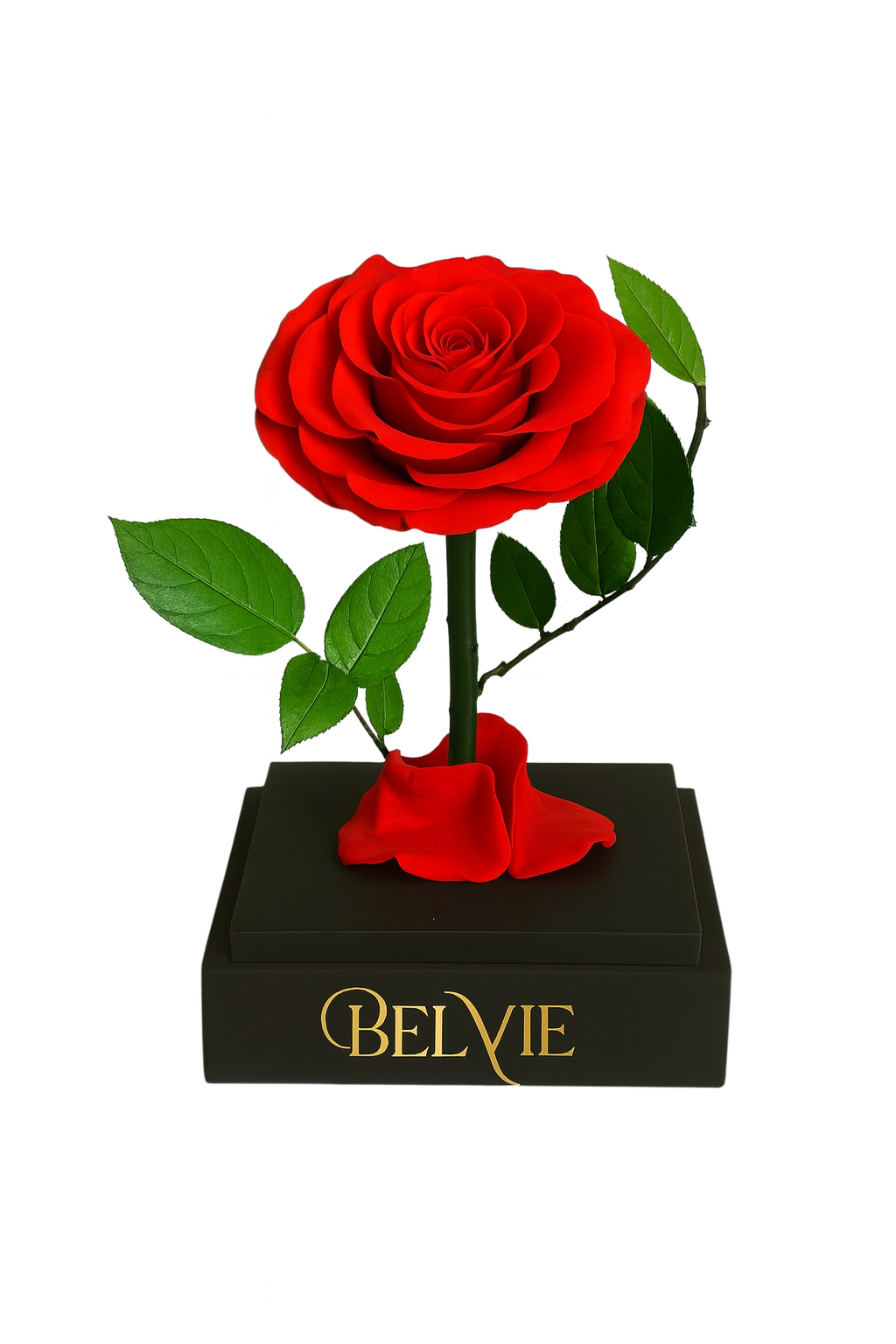 Rose stabilisée rouge sous cloche – durée de vie 3 à 5 ans