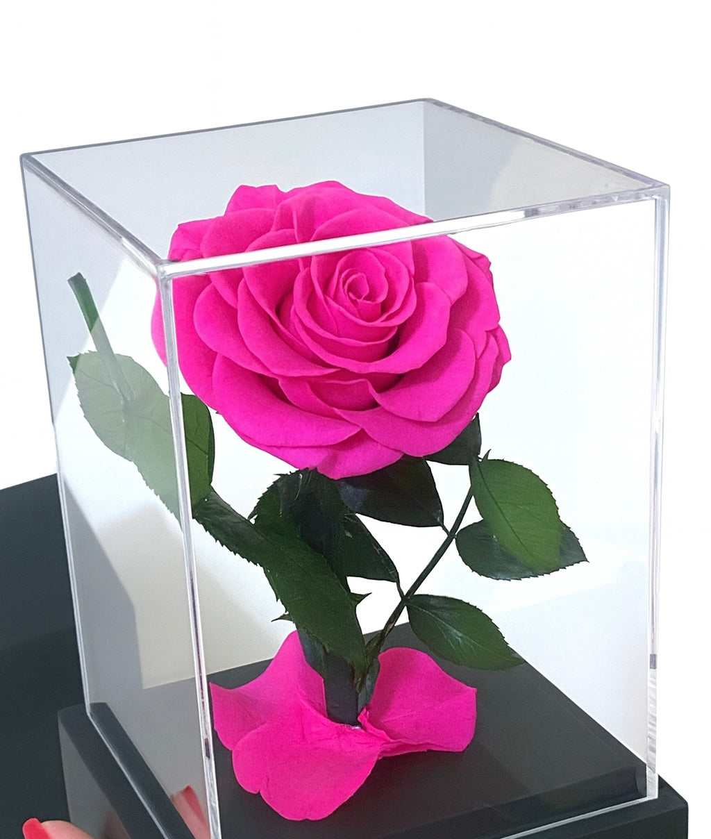 Rose éternelle sous cloche