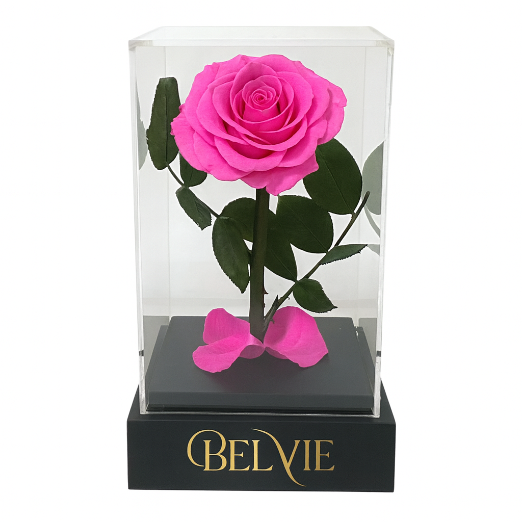 Rose stabilisée rose fuchsia sous cloche en plexiglas avec base noire