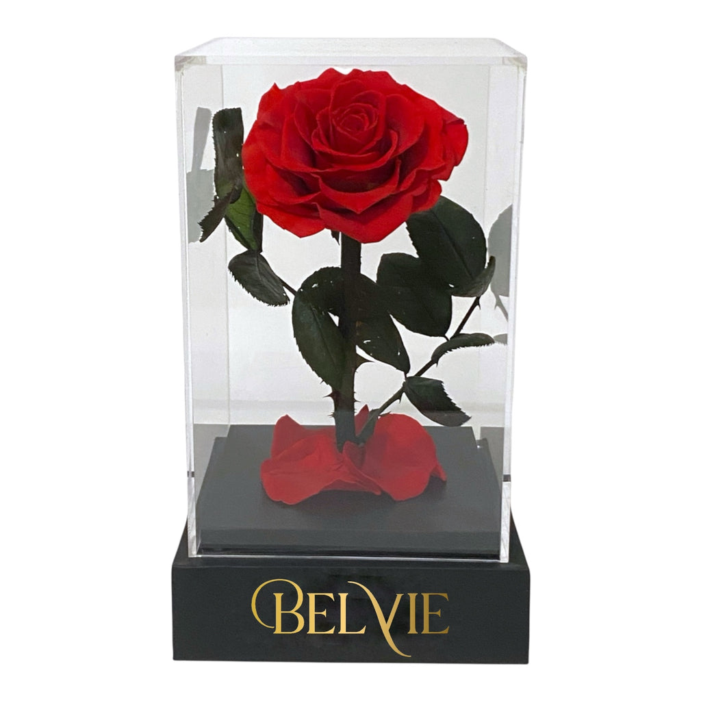 Rose stabilisée rouge sous cloche – durée de vie 3 à 5 ans