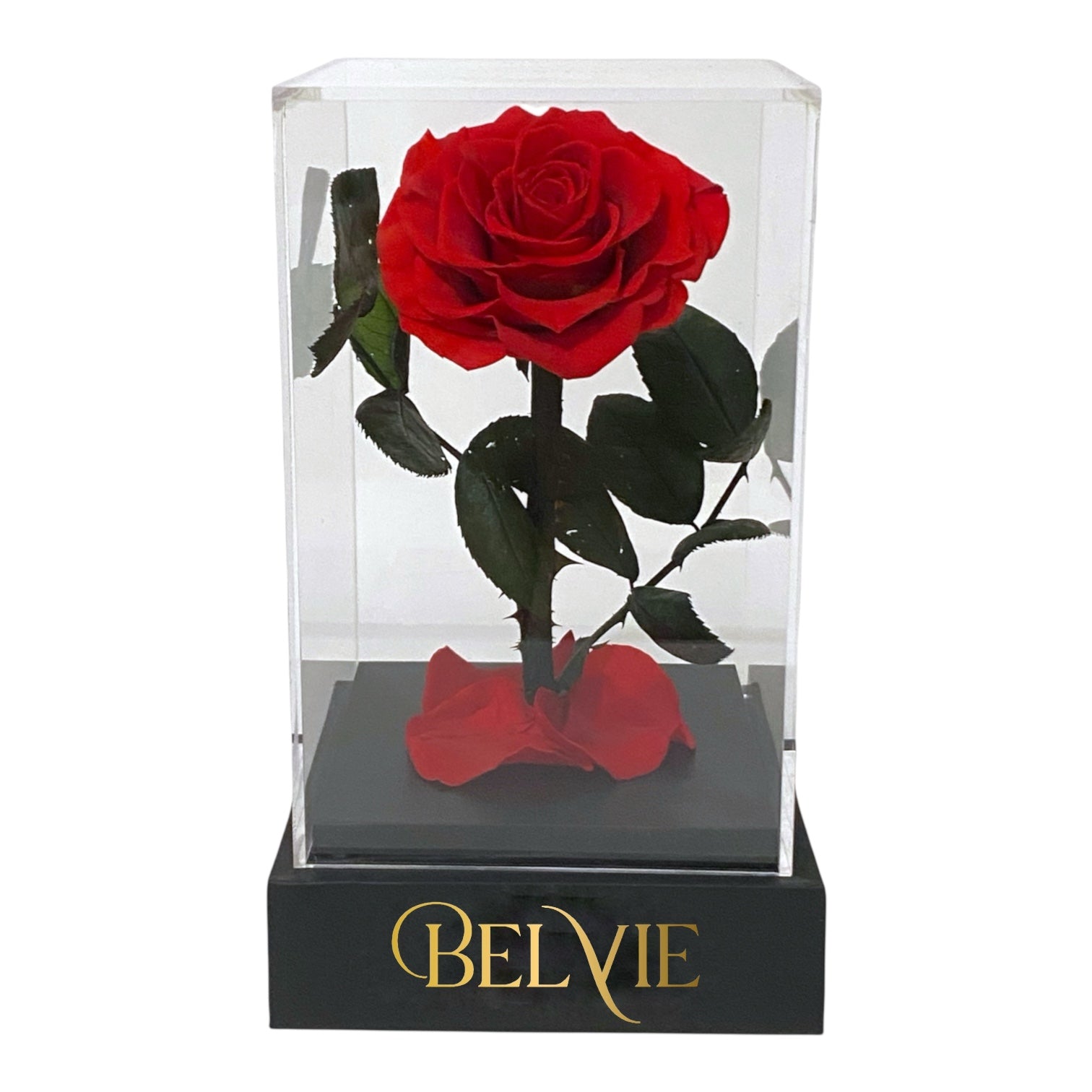 Rose stabilisée rouge sous cloche – durée de vie 3 à 5 ans