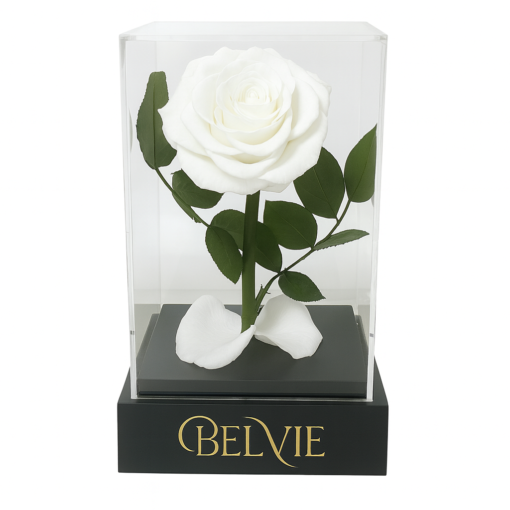 Rose stabilisée blanche sous cloche