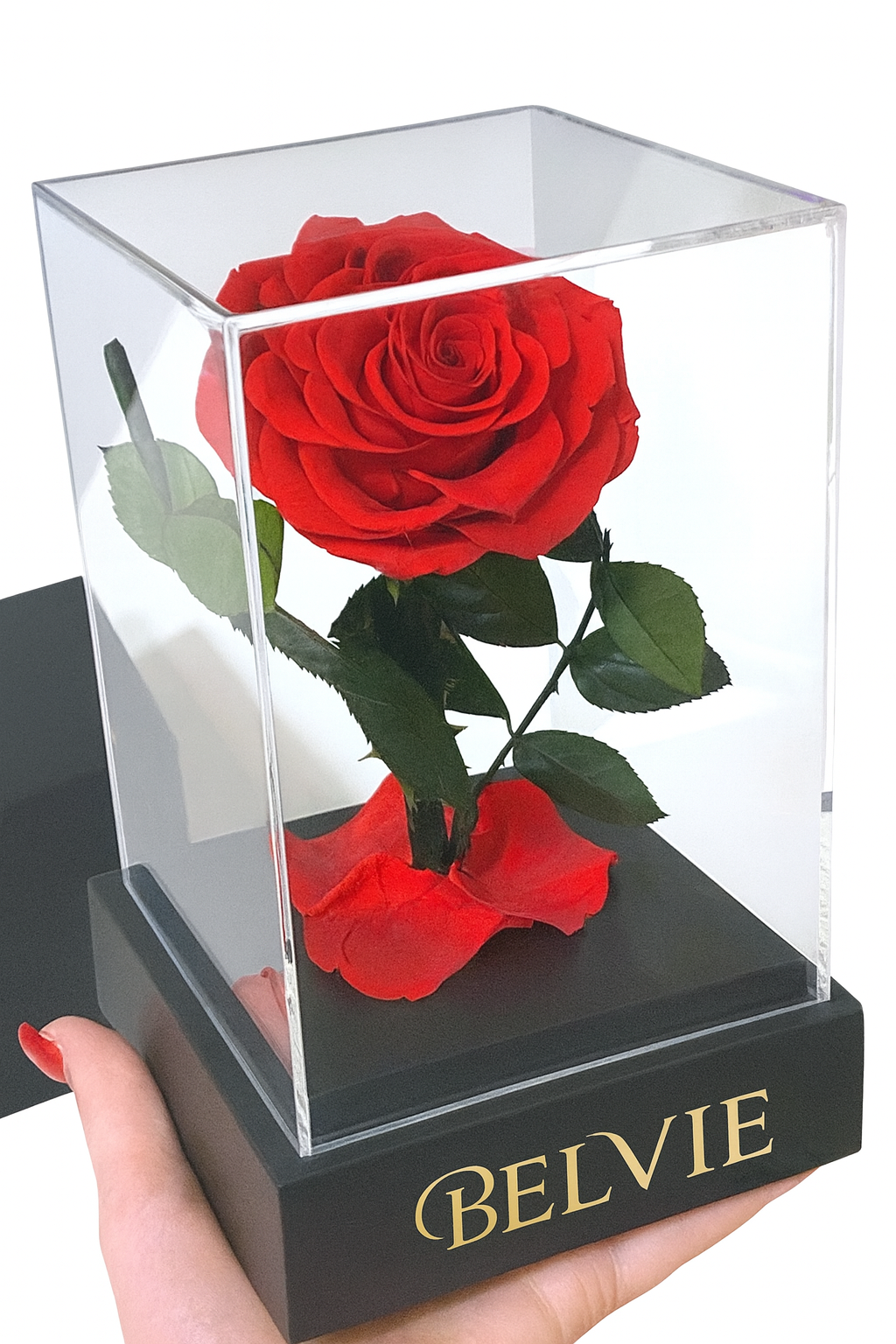 Rose stabilisée rouge sous cloche – durée de vie 3 à 5 ans
