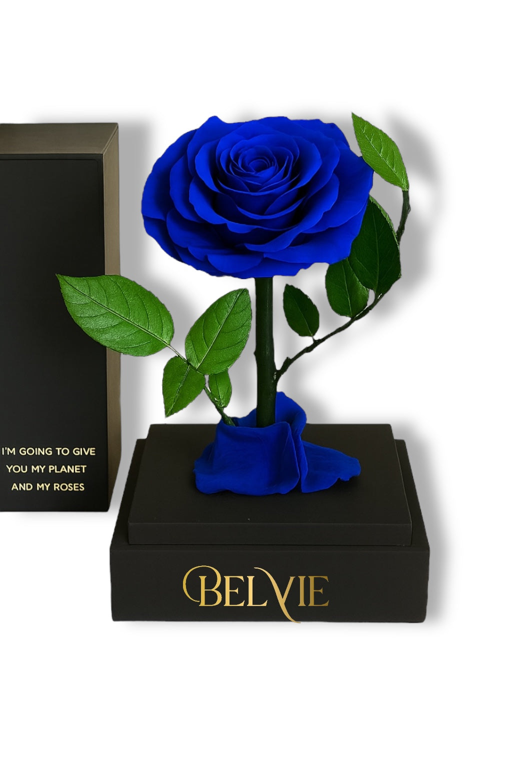 Rose éternelle bleue BELVIE sur socle noir
