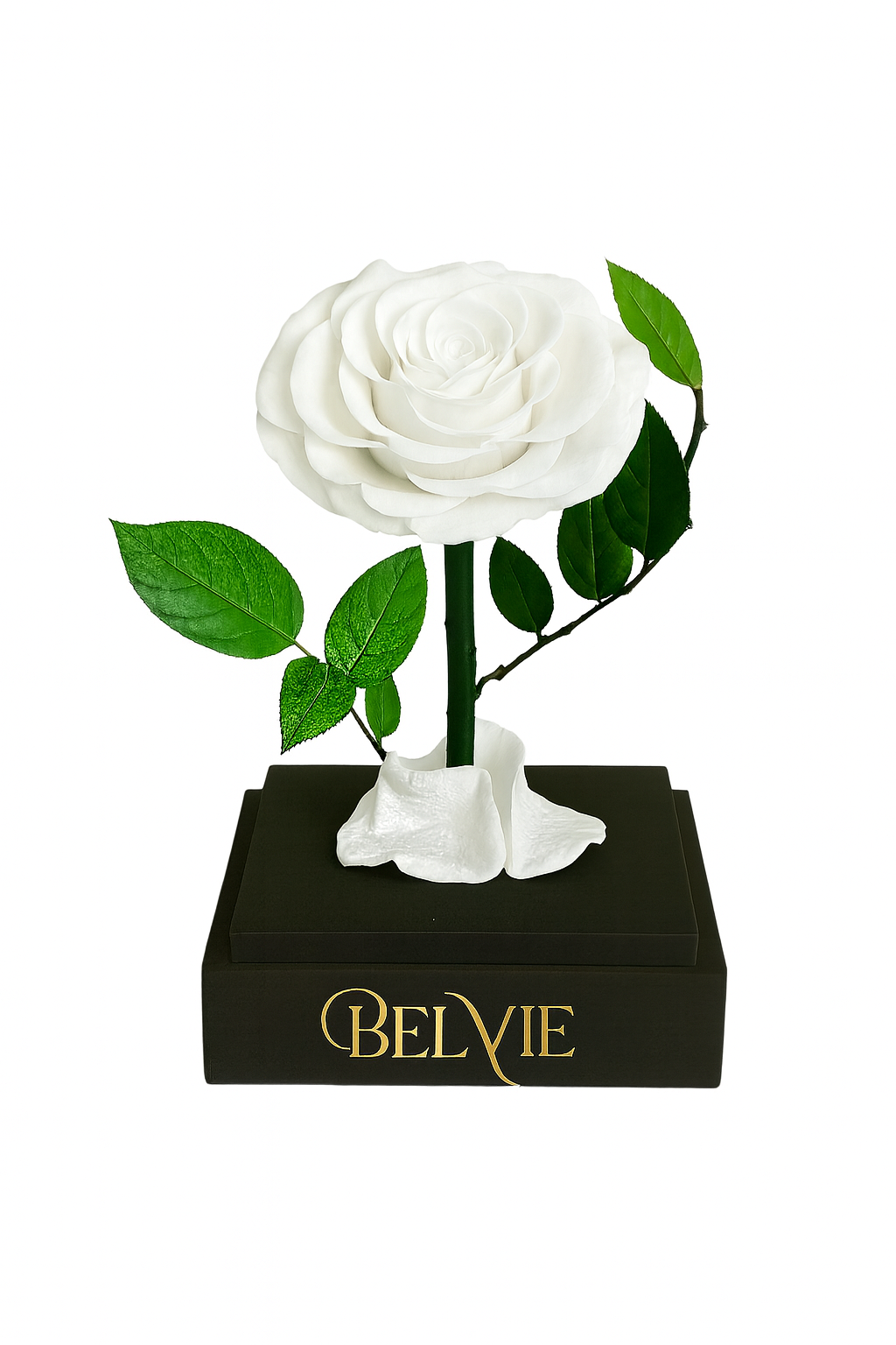 Rose stabilisée blanche sous cloche