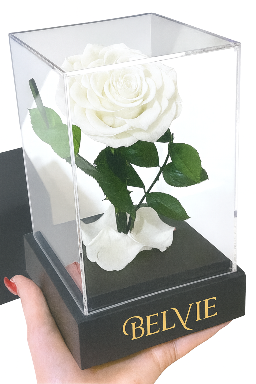 Rose stabilisée blanche sous cloche