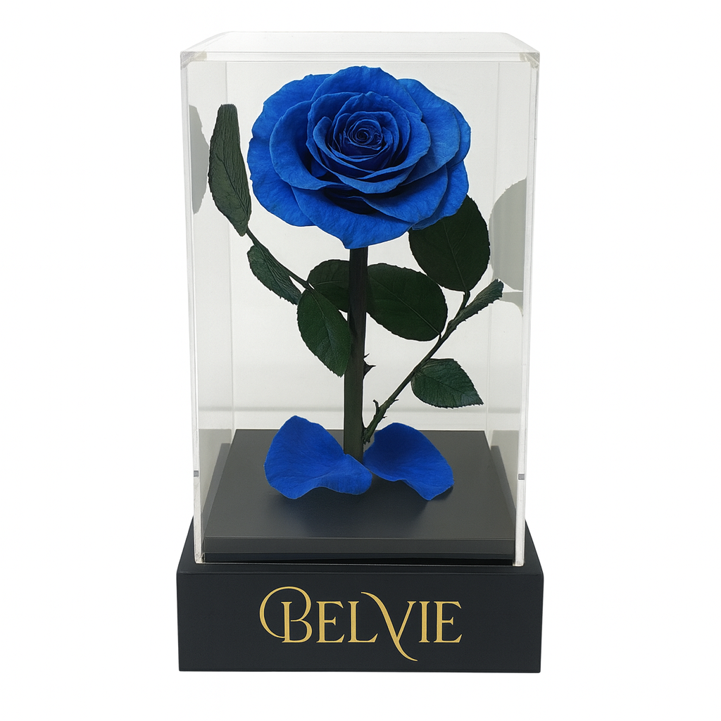 Rose éternelle bleue BELVIE sur socle noir